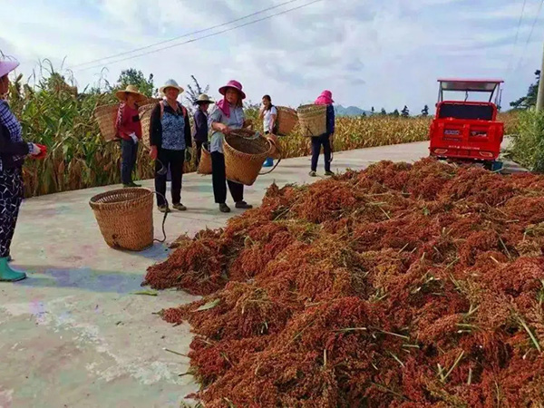 高粱銷售